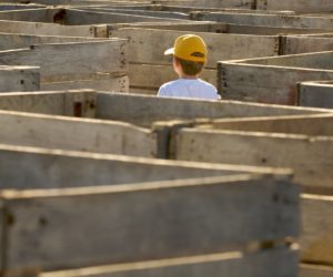 Boy in Potato Box Maze