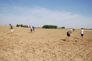 Making the corn maze