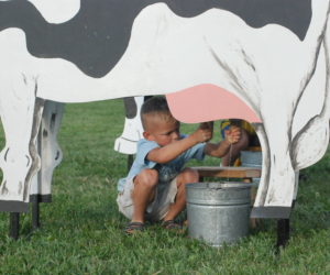 Boy milking cow