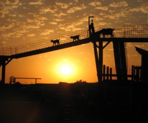Goat walk at sunset