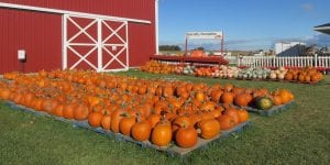 Pre-picked pumpkins for sale