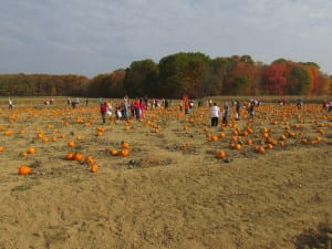 School group picking pumpkins