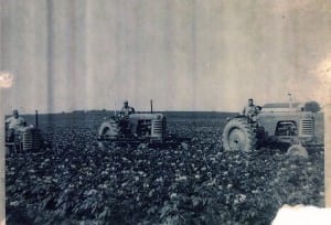 potato harvest