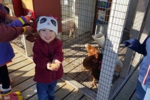 Young girl feeding chickens