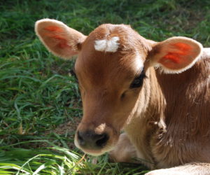Calf