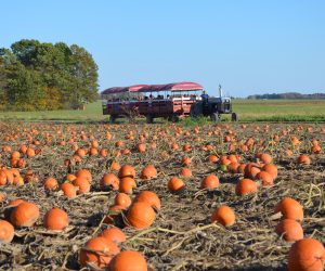 Hayrides
