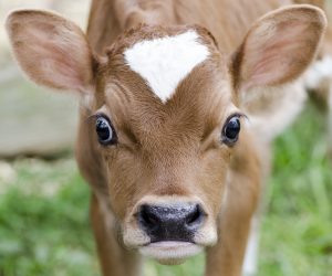 Farm Animals