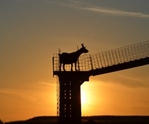 Goat Walk