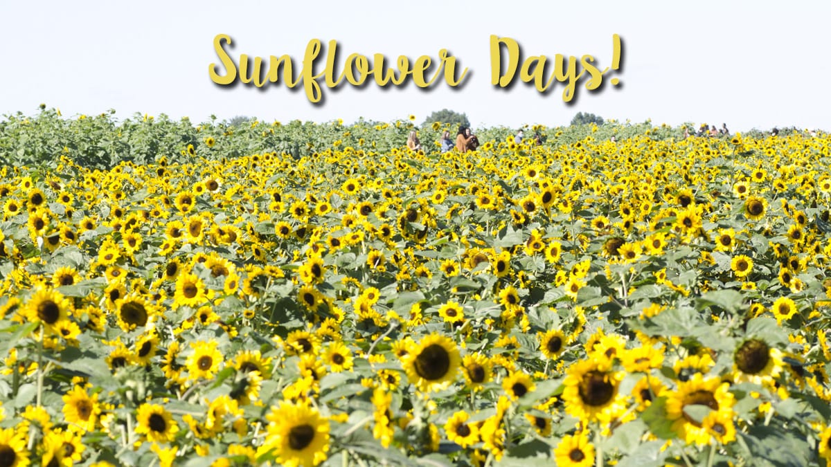 Sunflower Days Ramseyer Farms