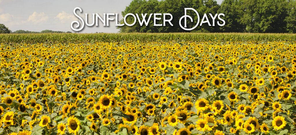 Sunflower Days - Ramseyer Farms