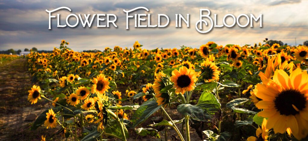 Sunflower Days - Ramseyer Farms